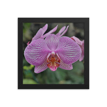 Load image into Gallery viewer, Orchid