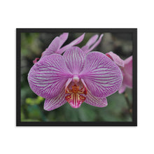 Load image into Gallery viewer, Orchid