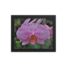 Load image into Gallery viewer, Orchid