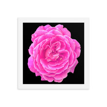 Load image into Gallery viewer, Rosa