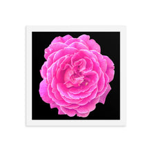 Load image into Gallery viewer, Rosa