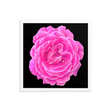 Load image into Gallery viewer, Rosa