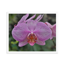 Load image into Gallery viewer, Orchid