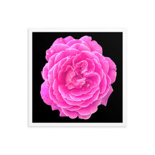 Load image into Gallery viewer, Rosa