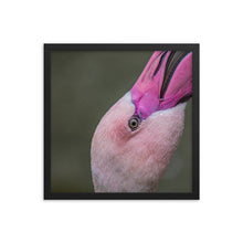Load image into Gallery viewer, Flamingo Framed photo paper poster