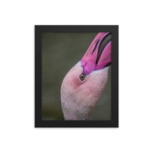Load image into Gallery viewer, Flamingo Framed photo paper poster