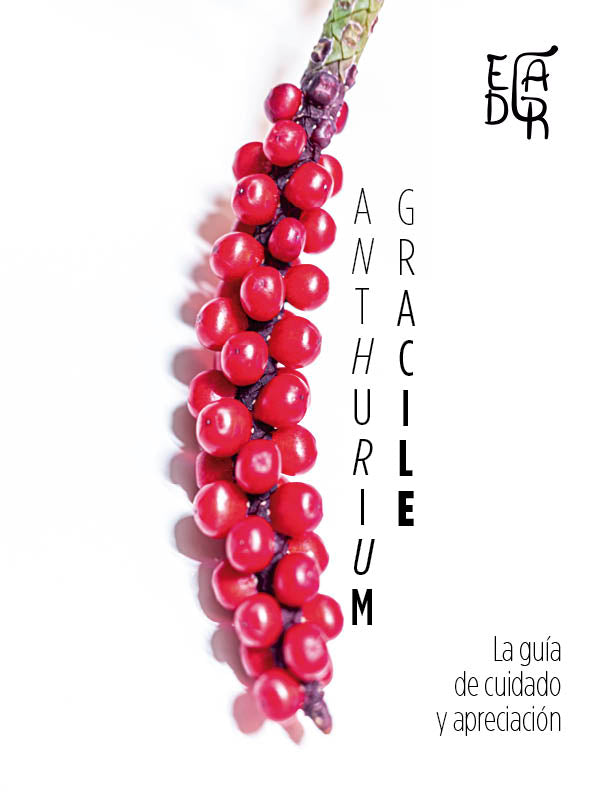 Anthurium gracile: La guía esencial para su cuidado y apreciación